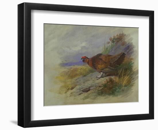 Red Grouse-Archibald Thorburn-Framed Giclee Print