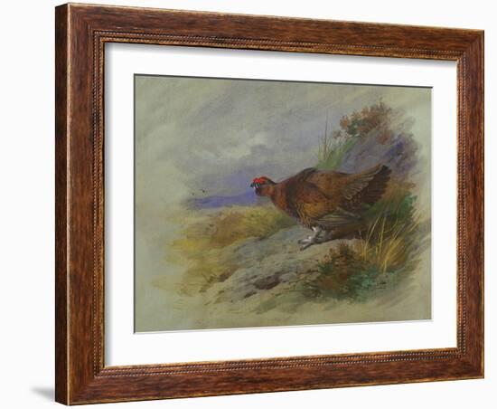 Red Grouse-Archibald Thorburn-Framed Giclee Print