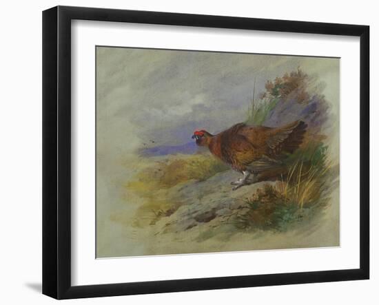 Red Grouse-Archibald Thorburn-Framed Giclee Print