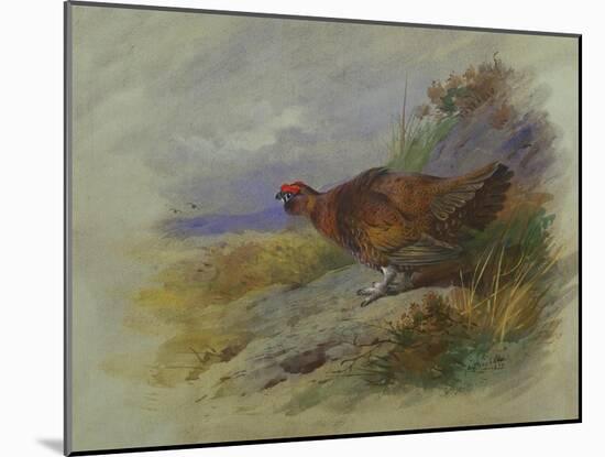 Red Grouse-Archibald Thorburn-Mounted Giclee Print