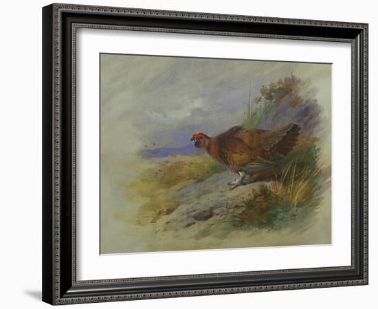 Red Grouse-Archibald Thorburn-Framed Giclee Print