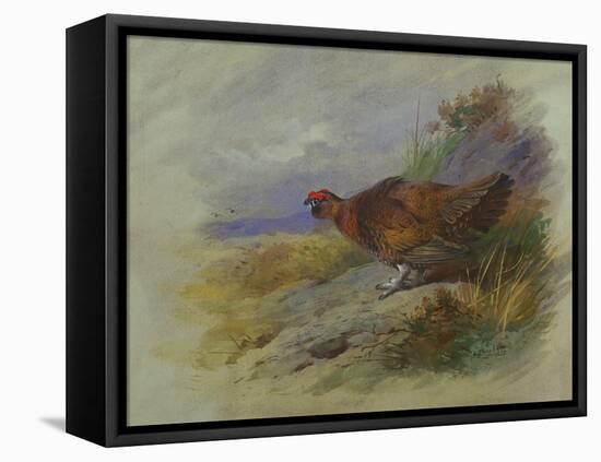 Red Grouse-Archibald Thorburn-Framed Premier Image Canvas