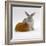Red Guinea Pig with Silver Fox Rabbit-Jane Burton-Framed Photographic Print