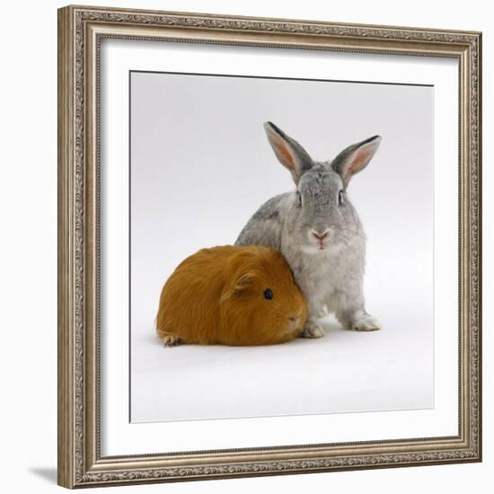 Red Guinea Pig with Silver Fox Rabbit-Jane Burton-Framed Photographic Print