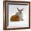 Red Guinea Pig with Silver Fox Rabbit-Jane Burton-Framed Photographic Print