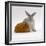 Red Guinea Pig with Silver Fox Rabbit-Jane Burton-Framed Photographic Print