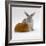 Red Guinea Pig with Silver Fox Rabbit-Jane Burton-Framed Photographic Print