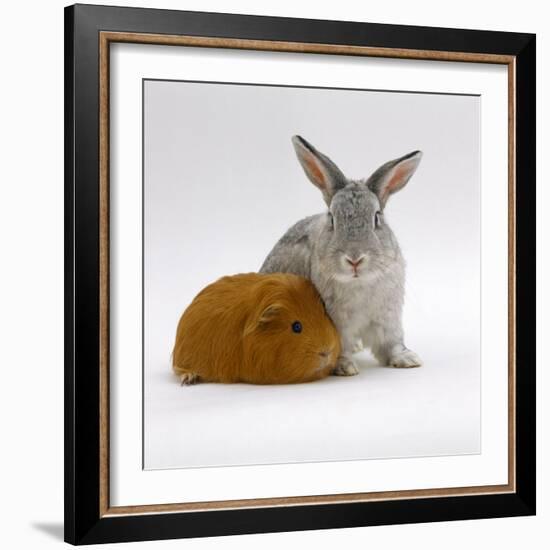 Red Guinea Pig with Silver Fox Rabbit-Jane Burton-Framed Photographic Print