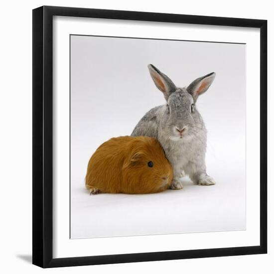 Red Guinea Pig with Silver Fox Rabbit-Jane Burton-Framed Photographic Print