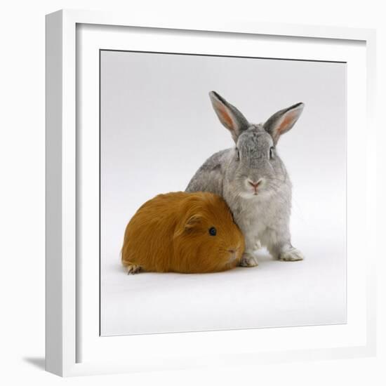 Red Guinea Pig with Silver Fox Rabbit-Jane Burton-Framed Photographic Print