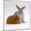 Red Guinea Pig with Silver Fox Rabbit-Jane Burton-Mounted Photographic Print