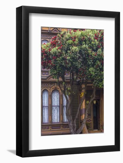 Red gum tree frames Victorian style home, San Francisco, California-Chuck Haney-Framed Photographic Print