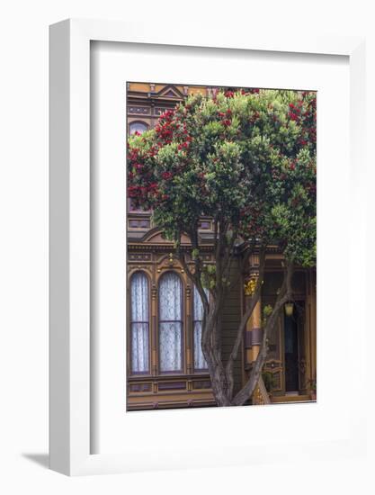 Red gum tree frames Victorian style home, San Francisco, California-Chuck Haney-Framed Photographic Print