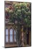 Red gum tree frames Victorian style home, San Francisco, California-Chuck Haney-Mounted Photographic Print