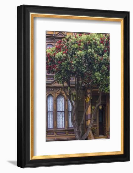 Red gum tree frames Victorian style home, San Francisco, California-Chuck Haney-Framed Photographic Print