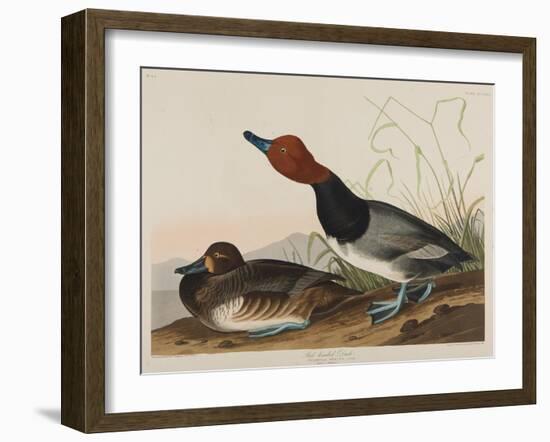 Red-Headed Duck, 1836-John James Audubon-Framed Giclee Print