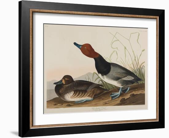 Red-Headed Duck, 1836-John James Audubon-Framed Giclee Print