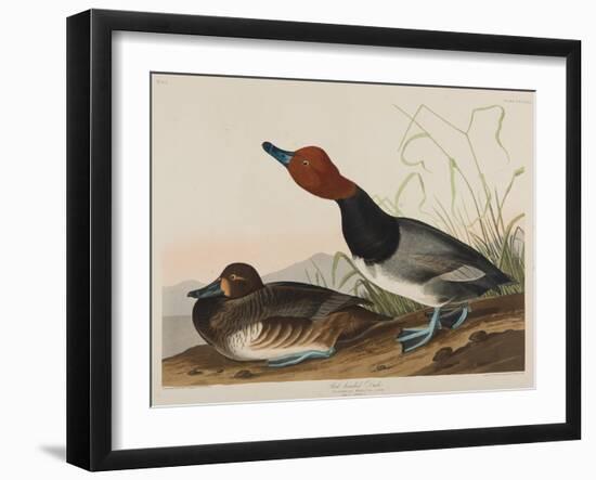 Red-Headed Duck, 1836-John James Audubon-Framed Giclee Print