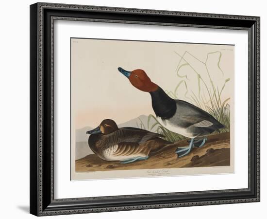 Red-Headed Duck, 1836-John James Audubon-Framed Giclee Print