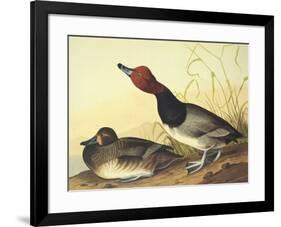 Red-Headed Duck-John James Audubon-Framed Art Print