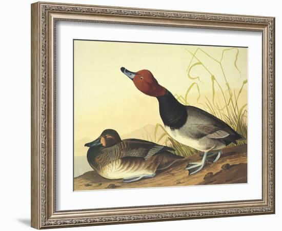 Red-Headed Duck-John James Audubon-Framed Art Print