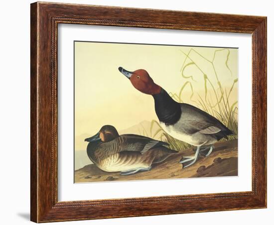 Red-Headed Duck-John James Audubon-Framed Art Print