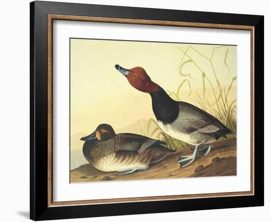 Red-Headed Duck-John James Audubon-Framed Art Print