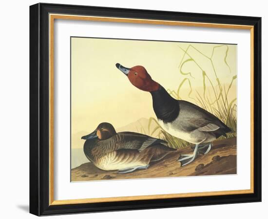 Red-Headed Duck-John James Audubon-Framed Art Print