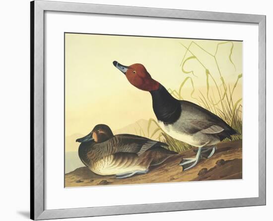 Red-Headed Duck-John James Audubon-Framed Art Print