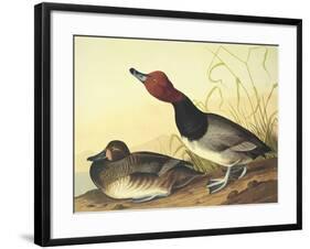 Red-Headed Duck-John James Audubon-Framed Art Print