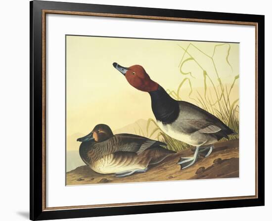 Red-Headed Duck-John James Audubon-Framed Art Print