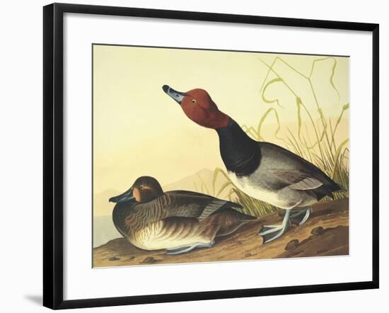 Red-Headed Duck-John James Audubon-Framed Art Print