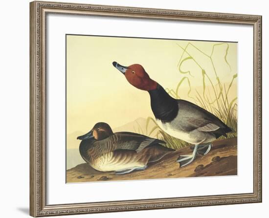 Red-Headed Duck-John James Audubon-Framed Art Print