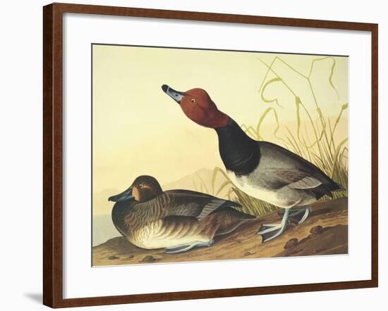 Red-Headed Duck-John James Audubon-Framed Art Print