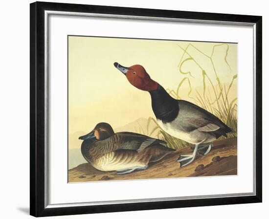 Red-Headed Duck-John James Audubon-Framed Art Print