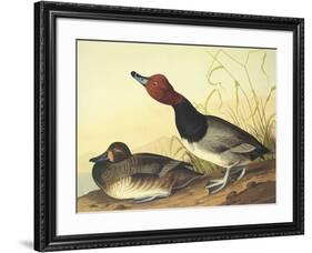 Red-Headed Duck-John James Audubon-Framed Art Print