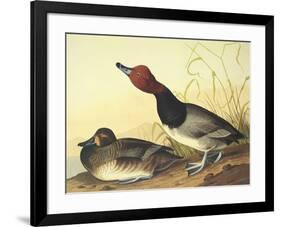 Red-Headed Duck-John James Audubon-Framed Art Print