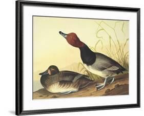 Red-Headed Duck-John James Audubon-Framed Art Print