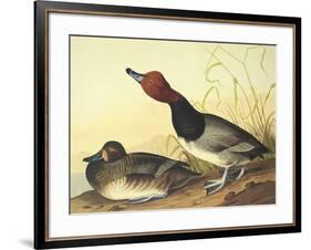 Red-Headed Duck-John James Audubon-Framed Art Print