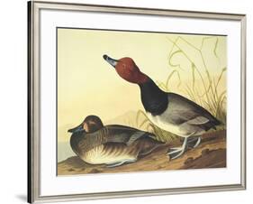 Red-Headed Duck-John James Audubon-Framed Art Print