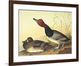 Red-Headed Duck-John James Audubon-Framed Art Print