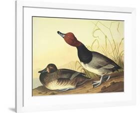 Red-Headed Duck-John James Audubon-Framed Art Print
