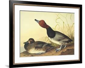 Red-Headed Duck-John James Audubon-Framed Art Print