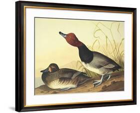 Red-Headed Duck-John James Audubon-Framed Art Print