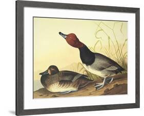 Red-Headed Duck-John James Audubon-Framed Art Print