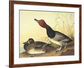 Red-Headed Duck-John James Audubon-Framed Art Print