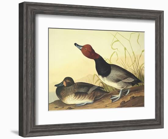 Red-Headed Duck-John James Audubon-Framed Art Print