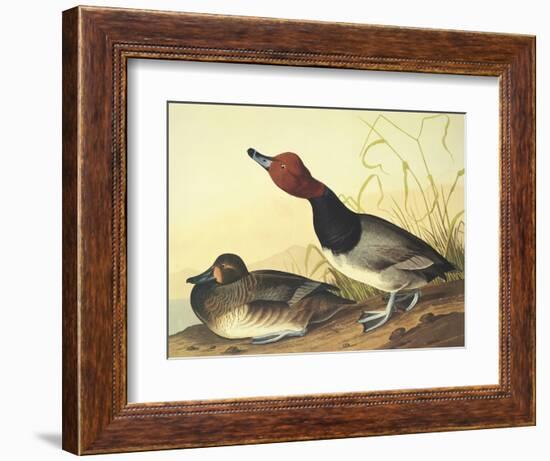 Red-Headed Duck-John James Audubon-Framed Art Print