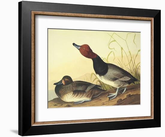 Red-Headed Duck-John James Audubon-Framed Art Print