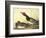 Red-Headed Duck-John James Audubon-Framed Art Print